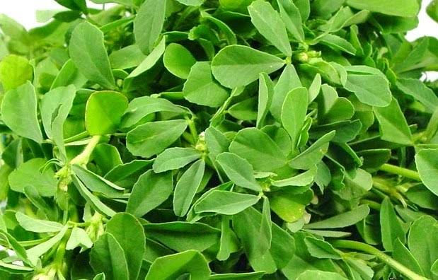 Fenugreek Leaves ಮೆಂತ್ಯ ಸೊಪ್ಪು