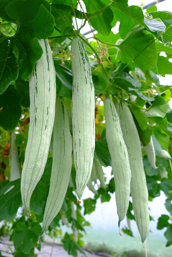 Snake Gourd ಪಡುವಲಕಾಯಿ