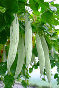 Snake Gourd ಪಡುವಲಕಾಯಿ