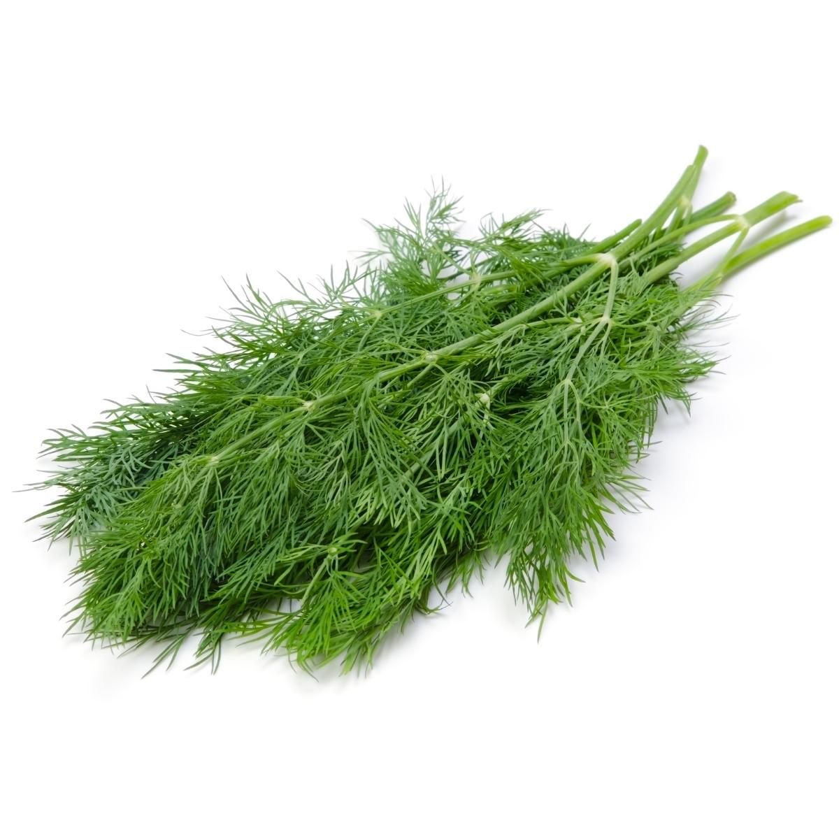 Dill leaves ಸಂಭಾಾಕ್ಷಿ ಸೊಪ್ಪು