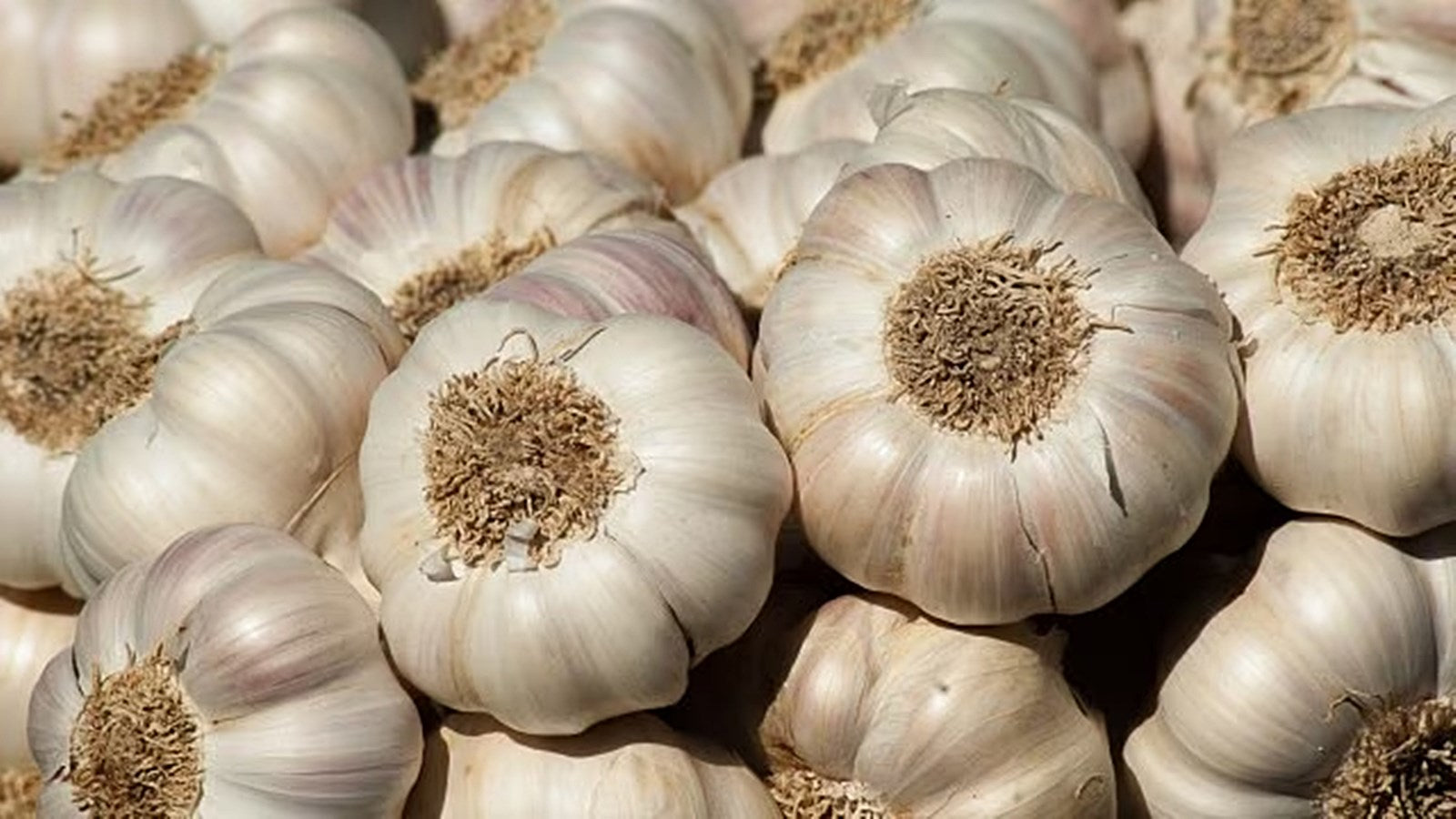 Garlic ಬೆಳ್ಳುಳ್ಳಿ