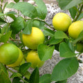 Lemon ನಿಂಬೆ