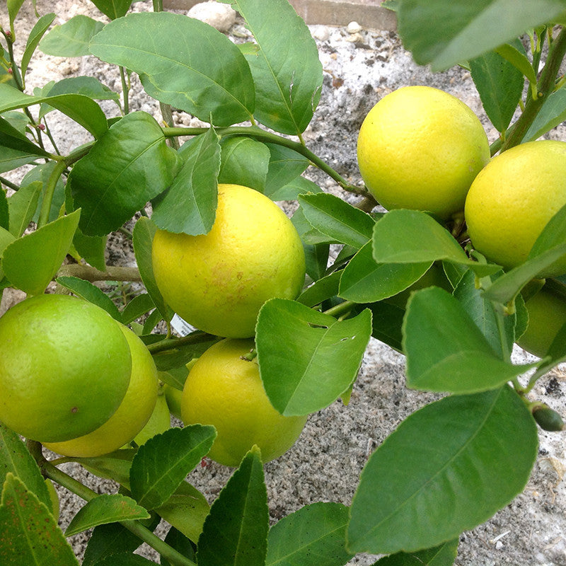 Lemon ನಿಂಬೆ