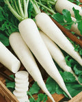 Radish ಮೂಲಂಗಿ