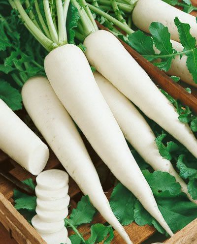 Radish ಮೂಲಂಗಿ