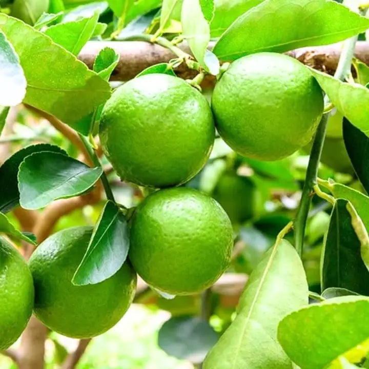 Lemon ನಿಂಬೆ