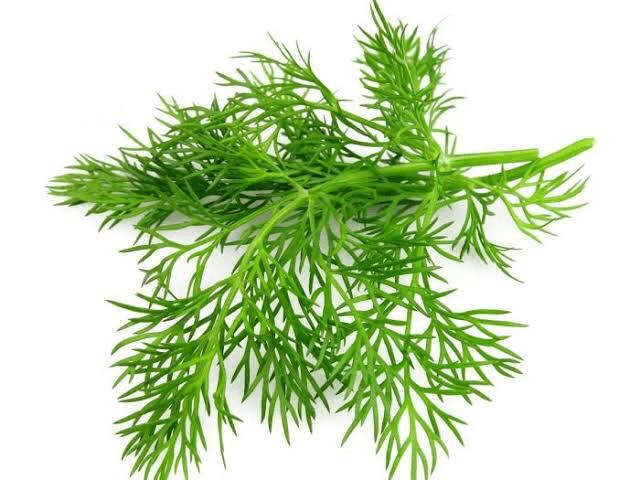 Dill leaves ಸಂಭಾಾಕ್ಷಿ ಸೊಪ್ಪು