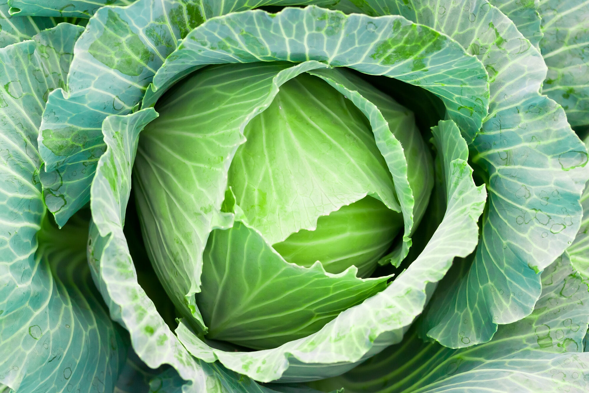 Cauliflower ಹೂಕೋಸು