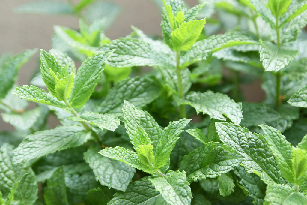 Mint Leaves ಪುದಿನ