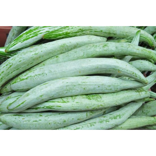 Snake Gourd ಪಡುವಲಕಾಯಿ