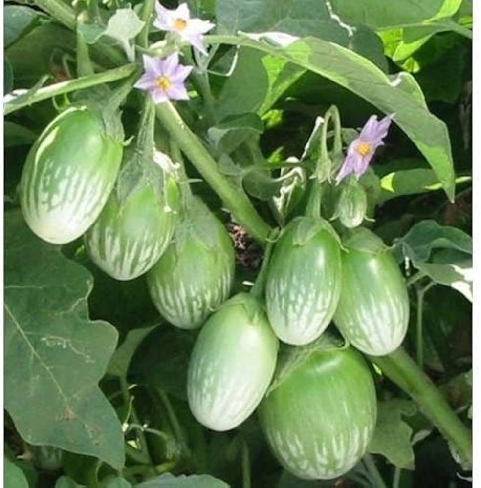 Brinjal ಬದನೆ