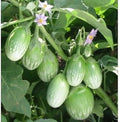 Brinjal ಬದನೆ