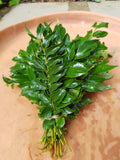 Curry Leaves ಕರಿಬೇವಿನ ಸೊಪ್ಪು
