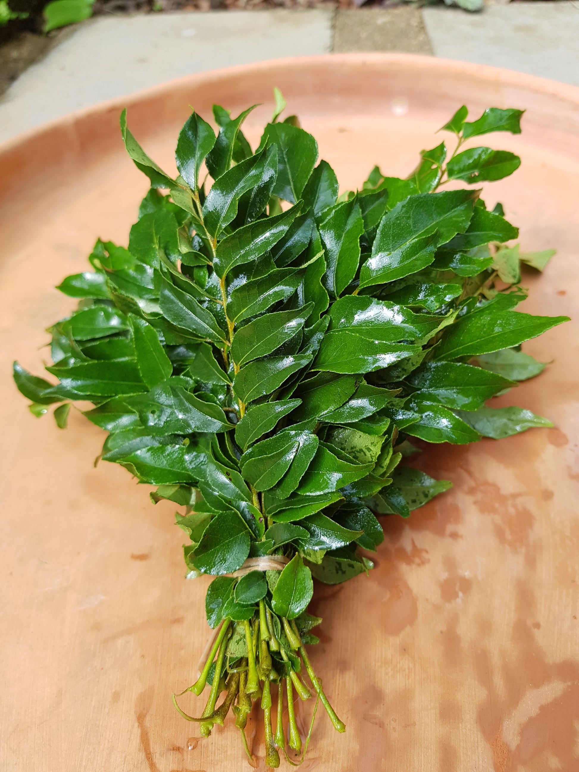Curry Leaves ಕರಿಬೇವಿನ ಸೊಪ್ಪು