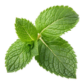 Mint Leaves ಪುದಿನ