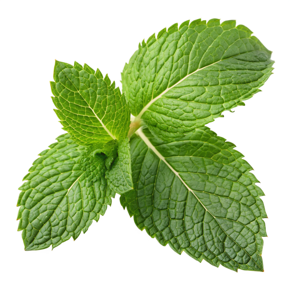 Mint Leaves ಪುದಿನ
