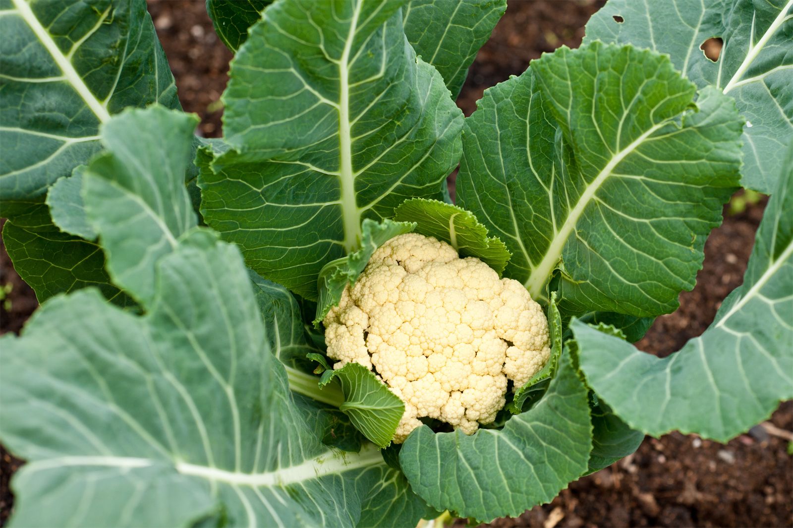 Cauliflower ಹೂಕೋಸು
