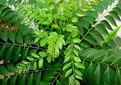Curry Leaves ಕರಿಬೇವಿನ ಸೊಪ್ಪು